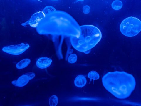 Allgegenwärtige Kunststoffe biologisch abbaubar machen