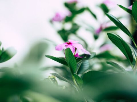 Biomüllverwertung: BAW-Sammelbeutel aktuell nicht empfehlenswert